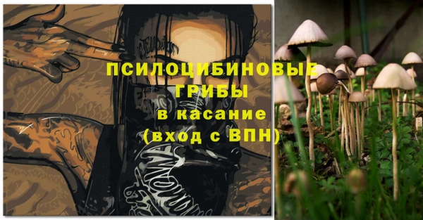 прущие грибы Абаза